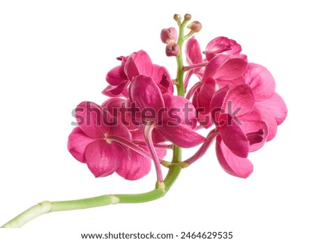 Vanda Orchids, Pink Orchids isolated on white background, with clipping path                               