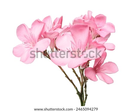 Nerium oleander, Pink oleander flowers isolated on white background with clipping path                                                                            