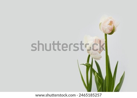 two large double tulips of soft pink color against an empty white background. simple floral banner