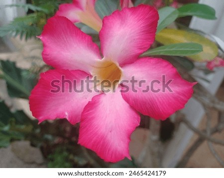 Adenium flower in my family's garden.. In Indonesia, this flower is well known as 