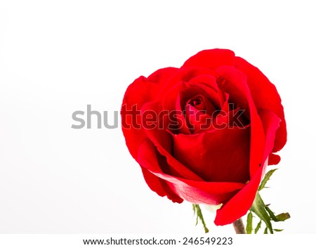 red rose on white background.