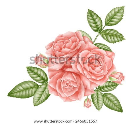 Watercolor Rose red flowers with green leaves. Floral illustration with pink plants for greeting cards or wedding invitations. Botanic composition with blooming herbs for vintage arrangements.