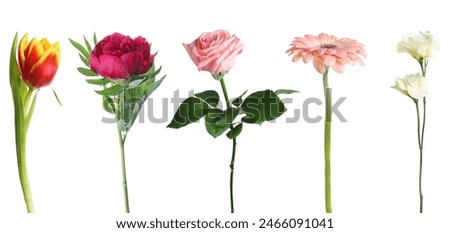 Different beautiful flowers isolated on white, set