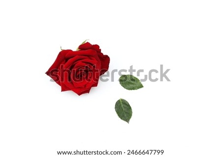 Red rose, flower, gift, greeting card, pattern, wallpaper, free space, on white background, place for text, top view, background