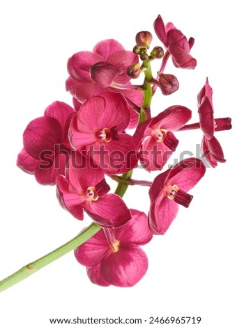 Vanda Orchids, Pink Orchids isolated on white background, with clipping path                                                              