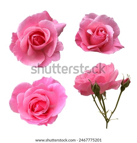 Bright pink blooming roses set with bud delicate isolated flowers, vibrant color cutout object for holiday decor, design, invitations, cards, soft focus and clipping path
