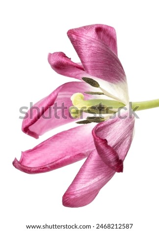 pink tulip flower on white background