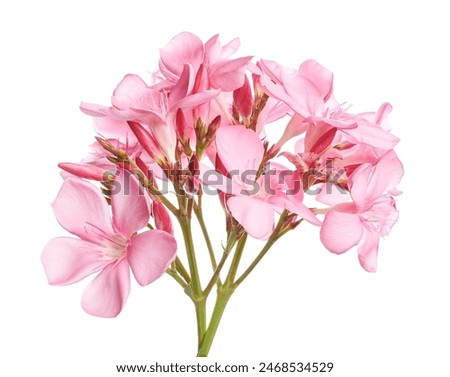 Nerium oleander, Pink oleander flowers isolated on white background with clipping path                                                                                                                 