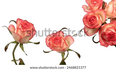Pink and white  beautiful rose isolated on a white background. 