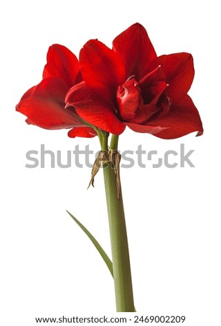 Bloom dark red Hippeastrum (amaryllis) 