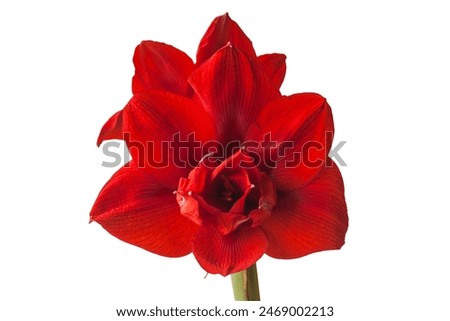 Bloom dark red Hippeastrum (amaryllis) 