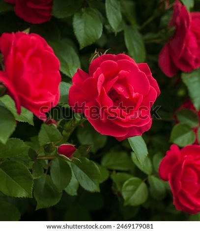 Photo of red roses with green leaf 🌹💕 red colour of Love 