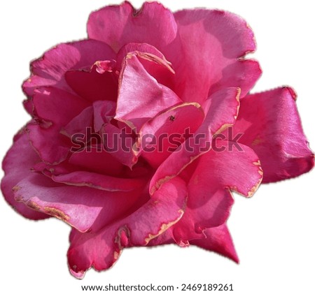 Pink flower on a transparent background.