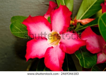 Newly blooming red frangipani flowers