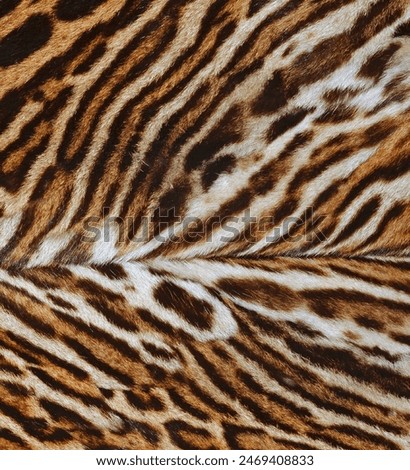 Feline fur background texture pattern