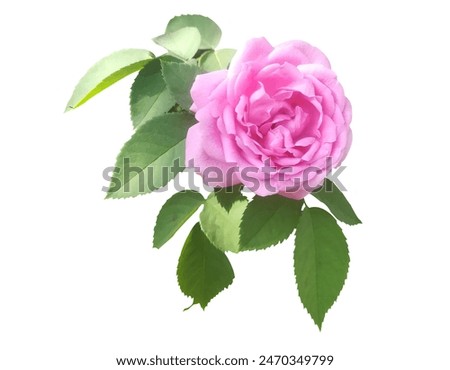 Rose pink with green leaves on a white background