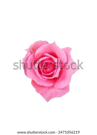 Rose flower on white background