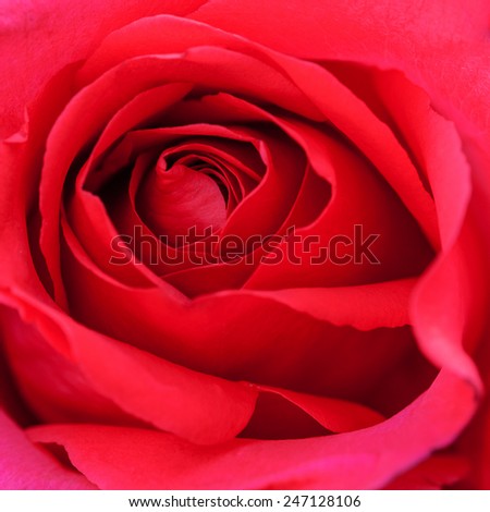 Macro flower beautiful rose for a background image