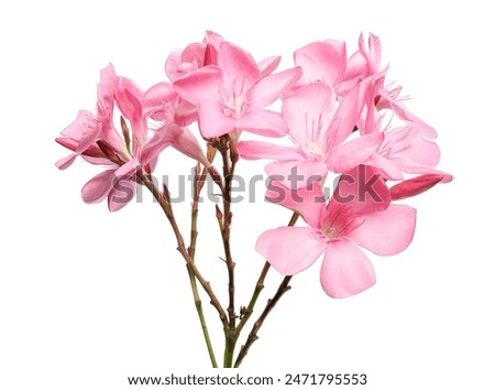 Nerium oleander, Pink oleander flowers isolated on white background with clipping path                                                                                                           