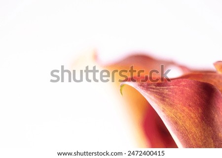 Orange lilies with long stems, one and several flowers, white background.