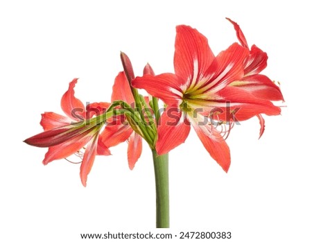 Hippeastrum Hybrid or Amaryllis flowers, Red amaryllis flowers isolated on white background, with clipping path                                                                                         