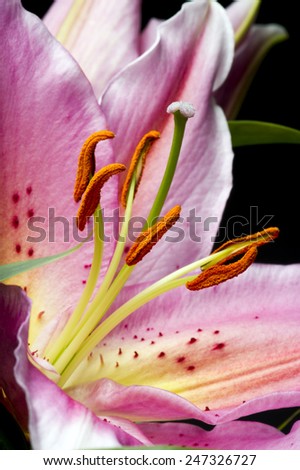 Lily flower with white-pink petals on black background. Closeup.