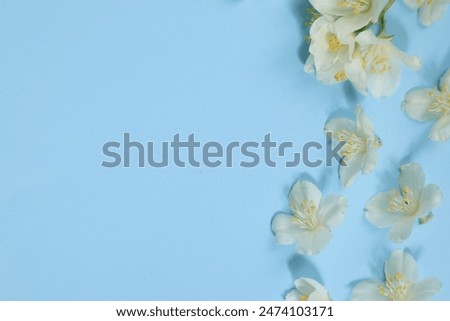 Beautiful jasmine flowers on light blue background, flat lay. Space for text