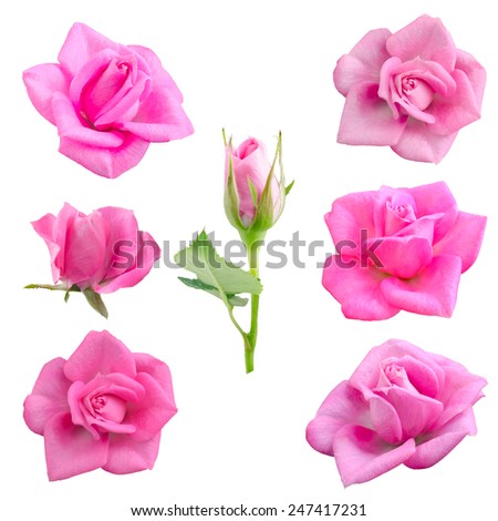 Set Pink  roses isolated on  white background. 
