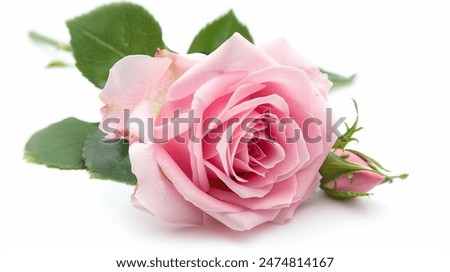 rose flower beautiful flower pink rose