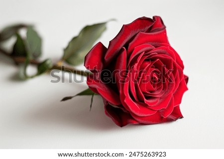 Photo of a single red rose in full bloom on a white plain background. The rose's petals are velvety and deep red, with the green stem visible.