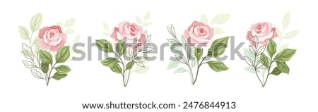 Beautiful Pink Rose Blossom on Stem with Green Leaf as Garden Flora Vector Set