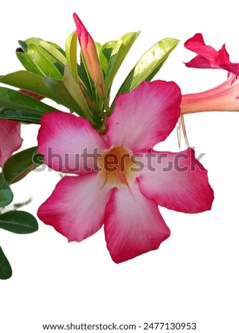 Close up desert rose whose Latin name is Adenium obesum. Photos are displayed on a white background.
