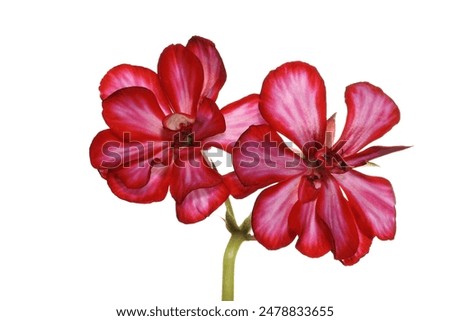 red geranium flowers on white isolated background