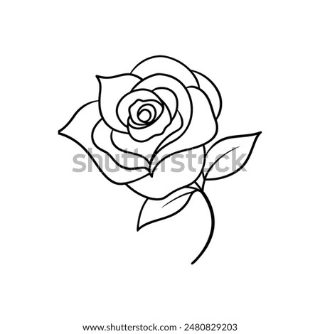 rose line art vector illustration.