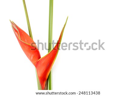 Tropical heliconia flower (Heliconia stricta) on white background