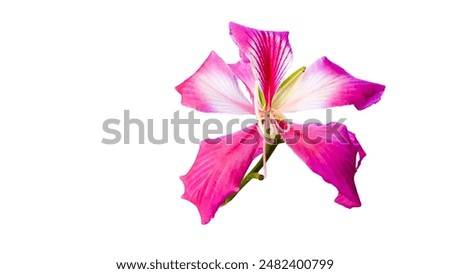 A cut-out of a pink flower on a white background. The delicate petals and vibrant color of the flower are highlighted, showcasing its natural beauty and elegance.