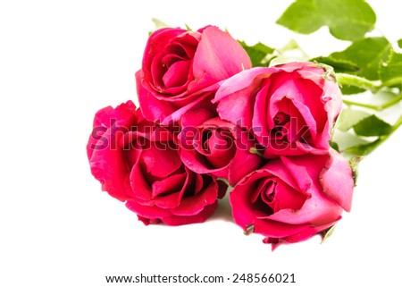 Red roses isolated on a white background.