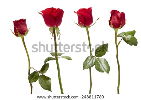 red roses isolated on white