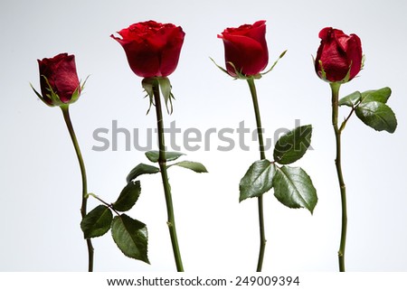 red roses isolated on white