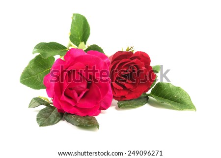 A red rose bloom by gift you