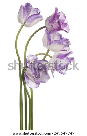 Studio Shot of  Magenta Colored Tulip Flowers Isolated on White Background. Large Depth of Field (DOF). Macro. National Flower of The Netherlands, Turkey and Hungary.
