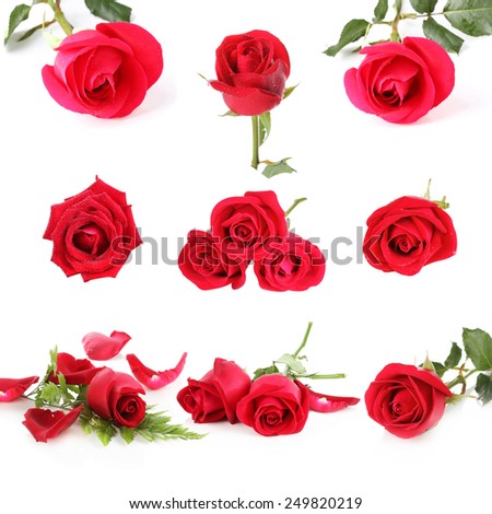 catalog beautiful red roses  