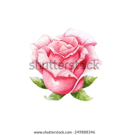 Pink watercolor rose on the white