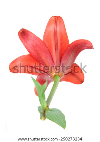 back view of red lily flower isolated on white background 