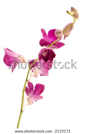 A pink orchid set against a plain background