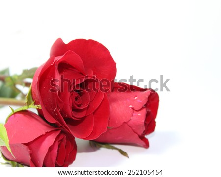 Red rose on the background