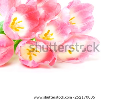 Pink tulips, white background 
