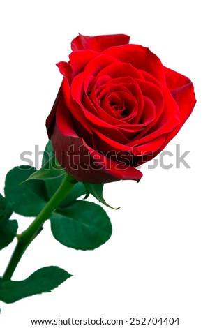 red rose in a white background