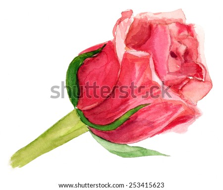 Watercolour rose on white background