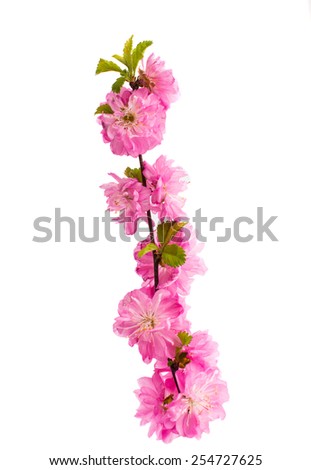 Spring cherry tree blossoms isolated on white background.